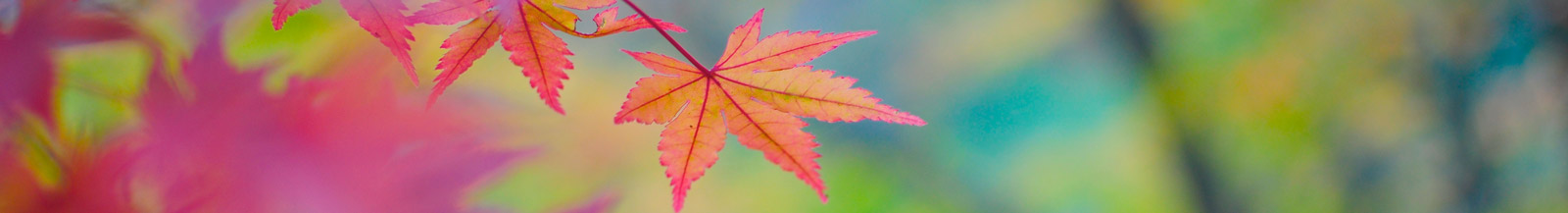 Japansk årstidsguide